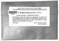 Bulgaria inquinans image